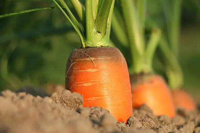 Cómo fortalecer tu sistema inmunológico naturalmente