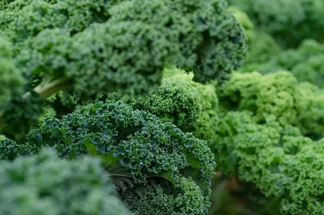 10 Superalimentos que Debes Incluir en tu Dieta Diaria
